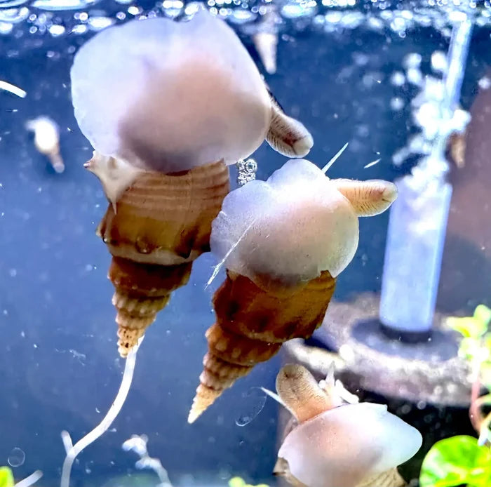 Spiked Tower Snails (Thiara winteri) in aquarium — live freshwater snails