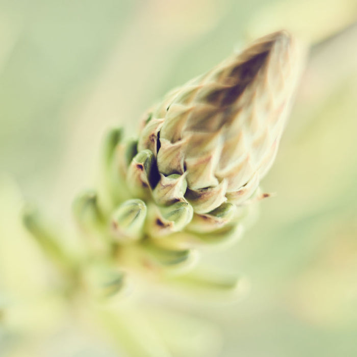 Aloe Vera Blüte in Nahaufnahme fotografiert auf der Santaverde Finca in Andalusien