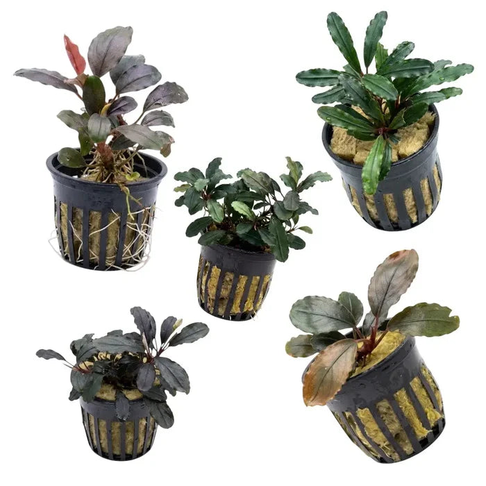 Black plastic plant baskets with vertical slits holding bucephalandra red kedagang aquatic plants in yellow substrate