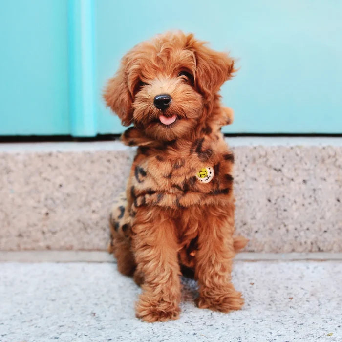 Small brown dog wearing a leopard print sweater sitting on a concrete surface with a light blue wall in the background.
