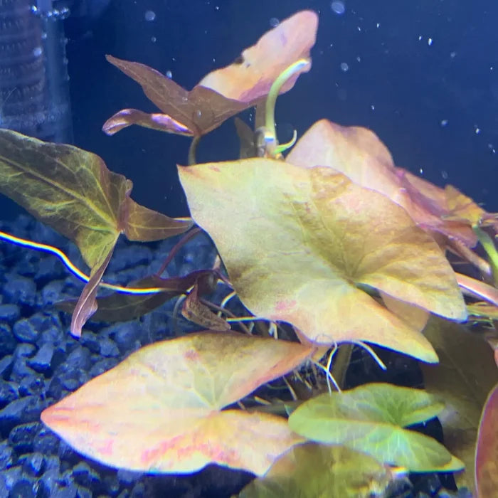 Vibrant Dwarf Lily Plant with green and reddish-brown broad leaves in fish tank