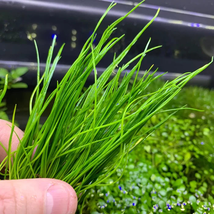 Vibrant Narrow-Leaf Micro Sword Lilaeopsis Mauritiana aquatic grass plant