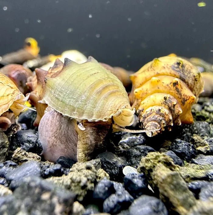 Spiked Tower Snail (Thiara winteri) with ridged spiral shell — live freshwater snail
