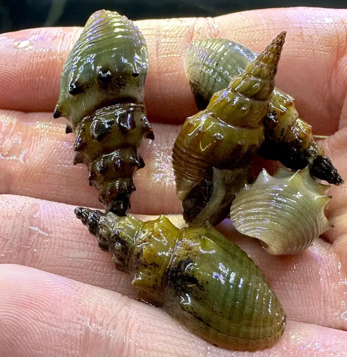 A hand holding three wet greenish brown spiked tower snail shells with ridged textured surfaces thiara winteri