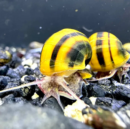 Three spixi snails with vibrant yellow and black striped glossy shell spirals resting on dark gravel substrate