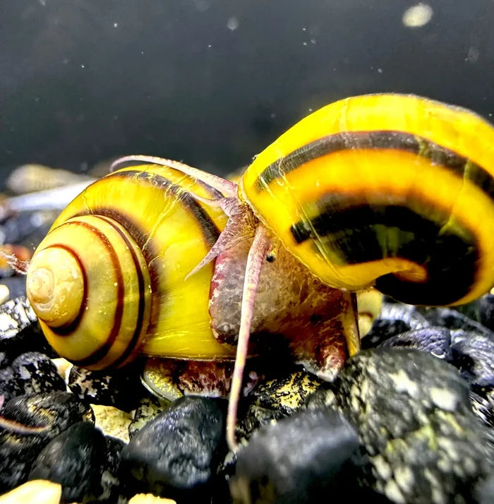 Two vibrant yellow spixi snails with black and reddish-brown striped shells resting on dark aquarium gravel
