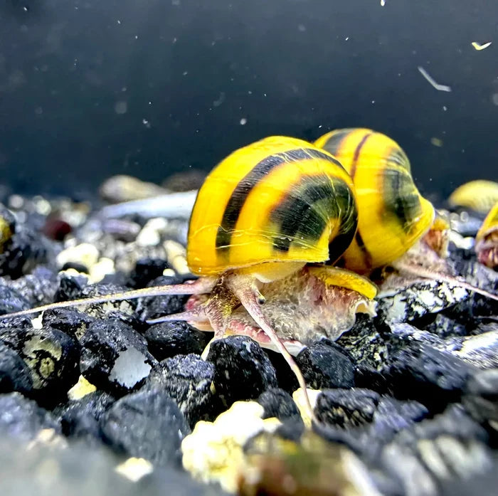 Vibrant yellow and black striped spixi snail with a glossy shell resting on dark gravel for aquarium use