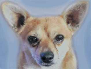 add AB CUSTOM For Unusual Simulation Artist: pet photo edited by Jadeikens