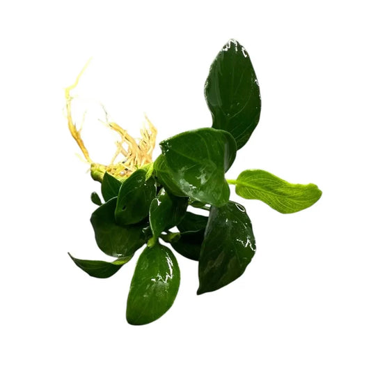 Anubias Nana Petite green leafy aquatic plant with yellow roots and water droplets