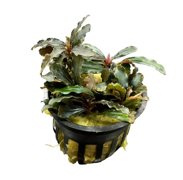 Bucephalandra Red Kedagang in black pot with wavy green leaves