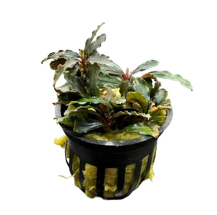 Bucephalandra Red Kedagang: lush dark green wavy leaves, reddish stems in net pot