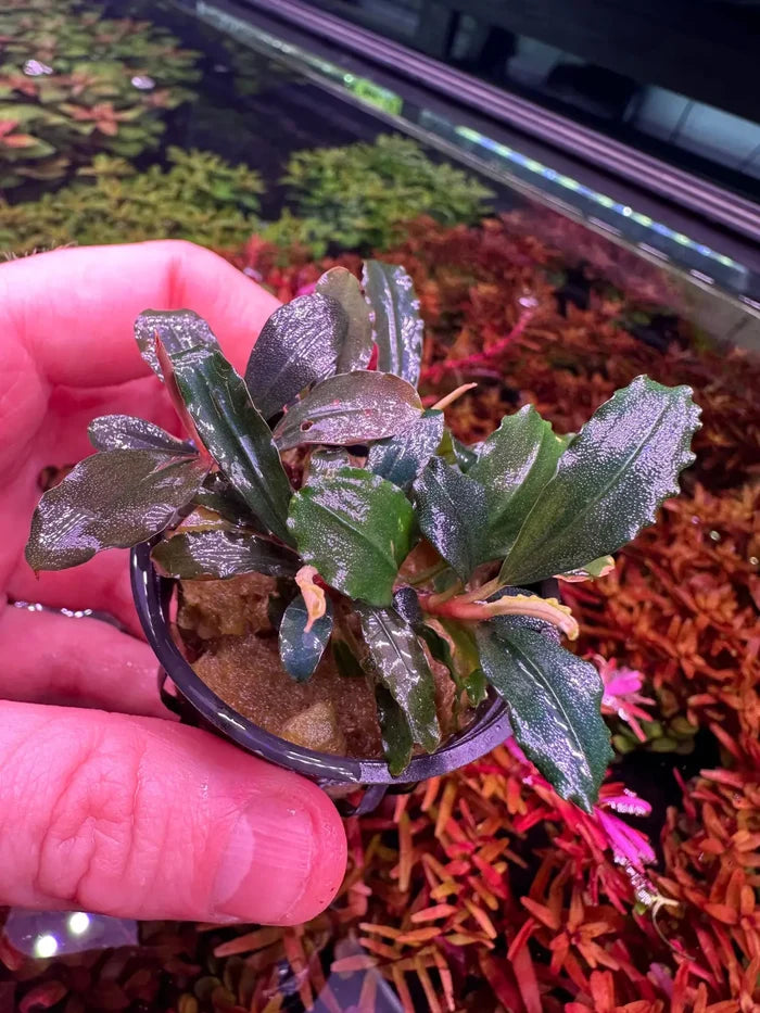 Bucephalandra Red Kedagang in black pot with glossy green veined leaves