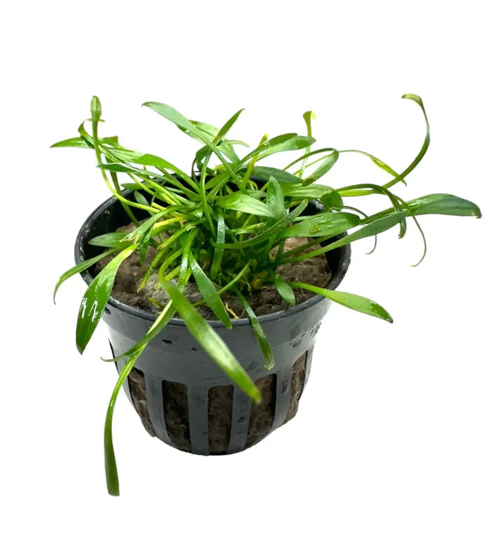Cryptocoryne Parva Pot: green aquatic plant in black plastic pot with drainage