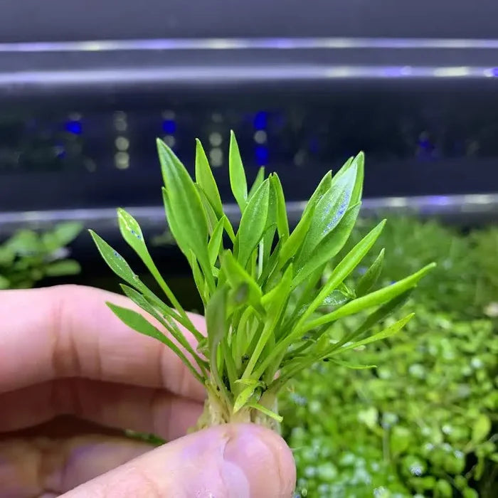 Hand holding Cryptocoryne Parva Pot with green pointed leaves on lit background