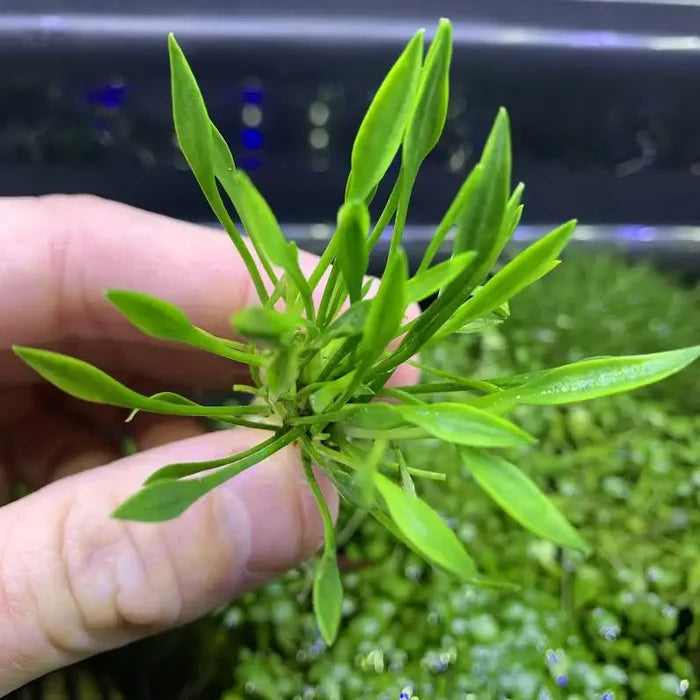 Cryptocoryne Parva Pot with green leafy serrated aquatic plant