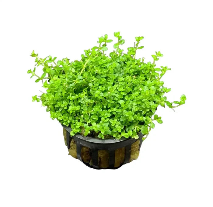Dwarf Baby Tears Hemianthus Callitrichoides green leafy aquatic plant in black pot