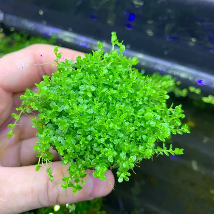 Hand holding Dwarf Baby Tears Hemianthus Callitrichoides green moss plant pot