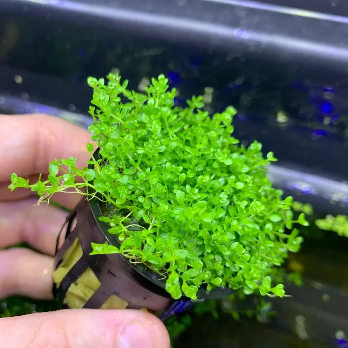 Dwarf Baby Tears Hemianthus Callitrichoides in black pot with yellow brown base