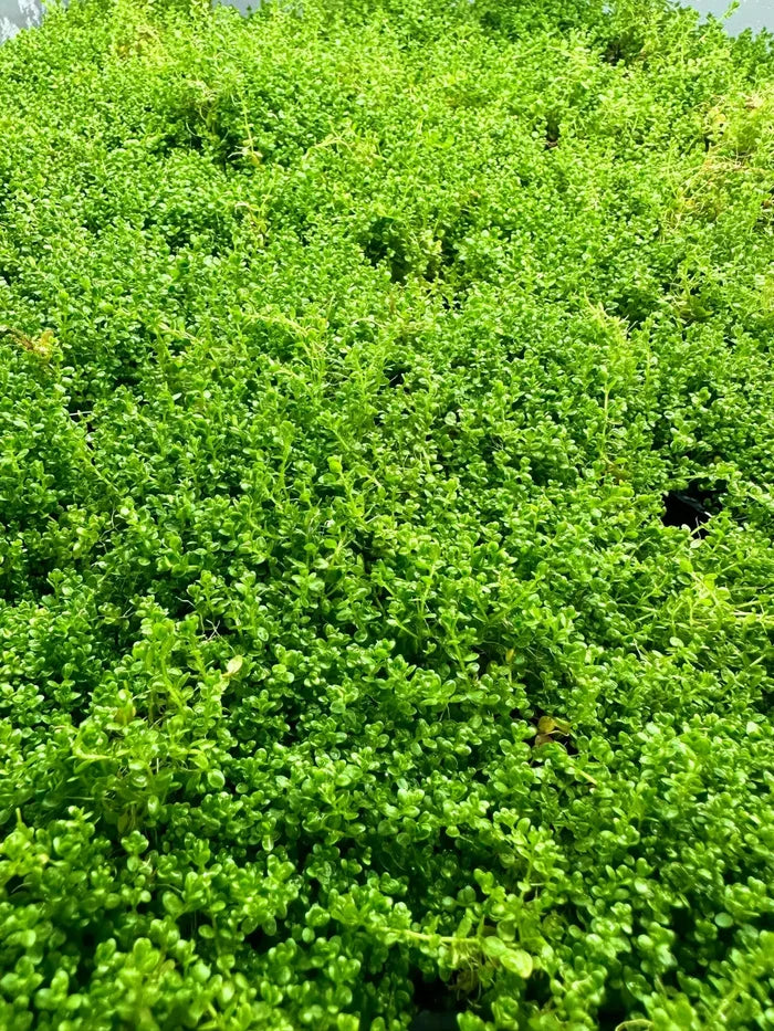 Vibrant green Dwarf Baby Tears Hemianthus Callitrichoides plant in pot