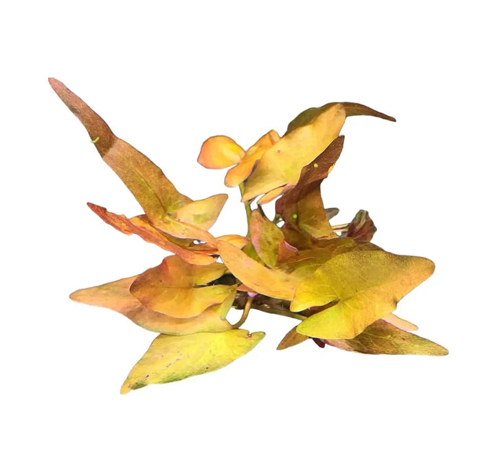 Dwarf Lily — live aquarium plant with yellow-brown broad leaves