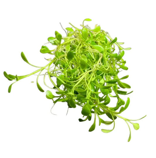 Glossostigma elatinoides — live aquarium carpet plant with small rounded leaves