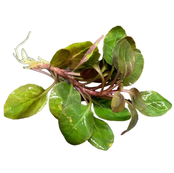 Lobelia cardinalis 'Dwarf' with purple stems and white roots — live aquarium plant