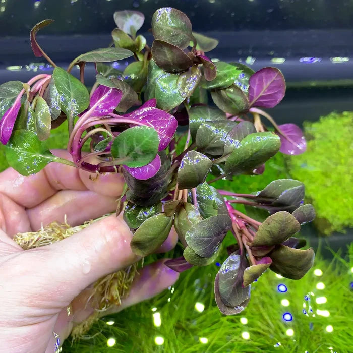 Lobelia Cardinalis Dwarf: purple-green aquarium plant with roots