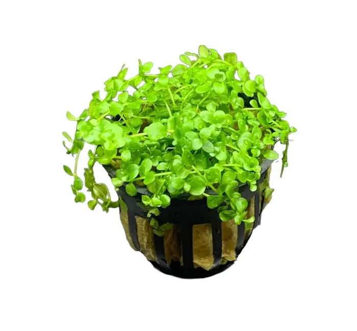 Micranthemum 'Monte Carlo' in nursery pot — live carpeting aquarium plant