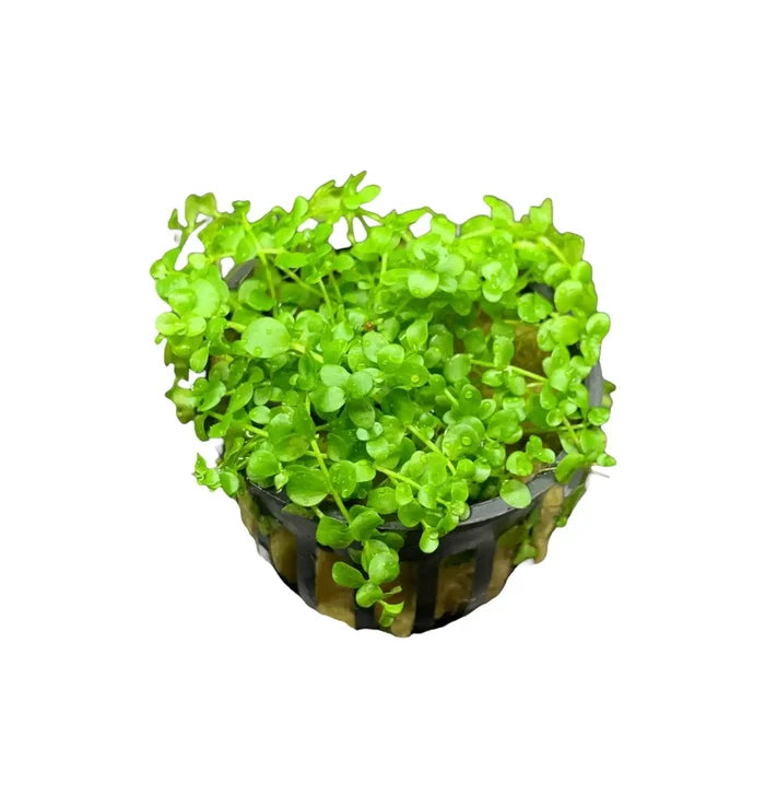 Micranthemum Monte Carlo green leafy plant in woven black pot