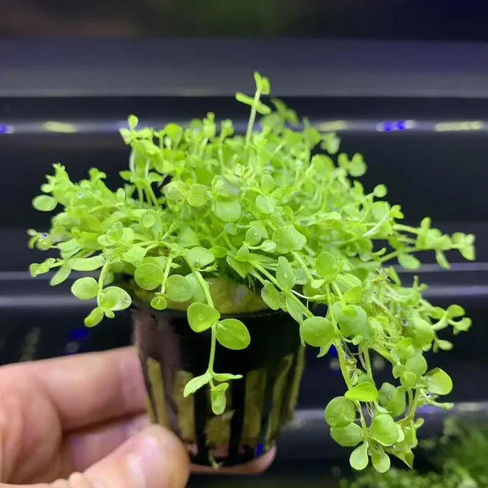 Compact Micranthemum Monte Carlo green leafy plant in black pot with gold accents