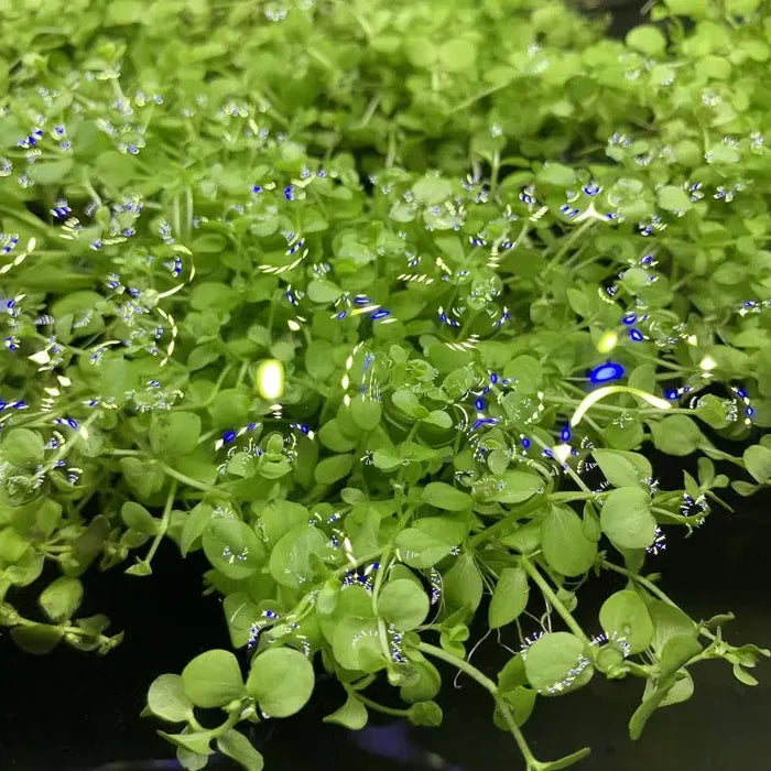 Micranthemum Monte Carlo green aquatic plant with blue flowers and water droplets