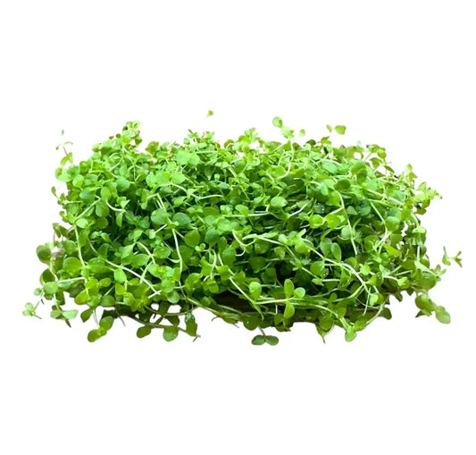 Monte Carlo (Micranthemum tweediei) 4x2 mat — live carpeting aquarium plant