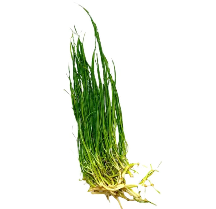 Narrow-Leaf Micro Sword aquarium plant with green leaves and yellow roots