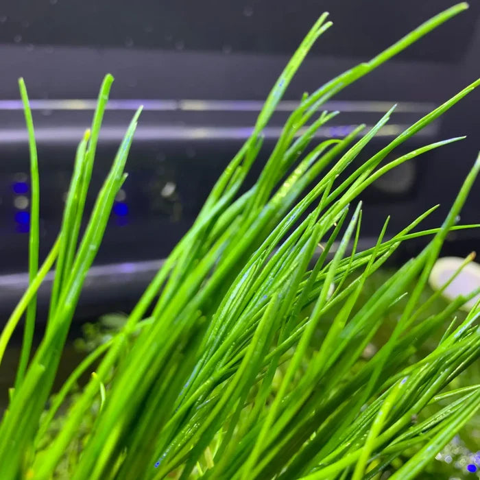 Vibrant Narrow-Leaf Micro Sword Lilaeopsis Mauritiana aquarium plant
