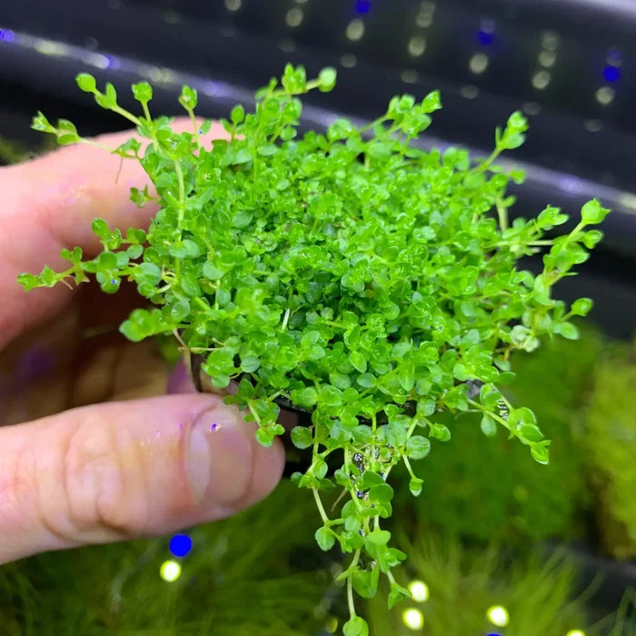 Hand holding Pearl Weed (Micranthemum Micranthemoides) pot plant in aquarium