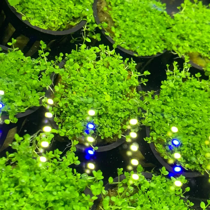 Pearl Weed pot with dense green foliage — live aquarium plant