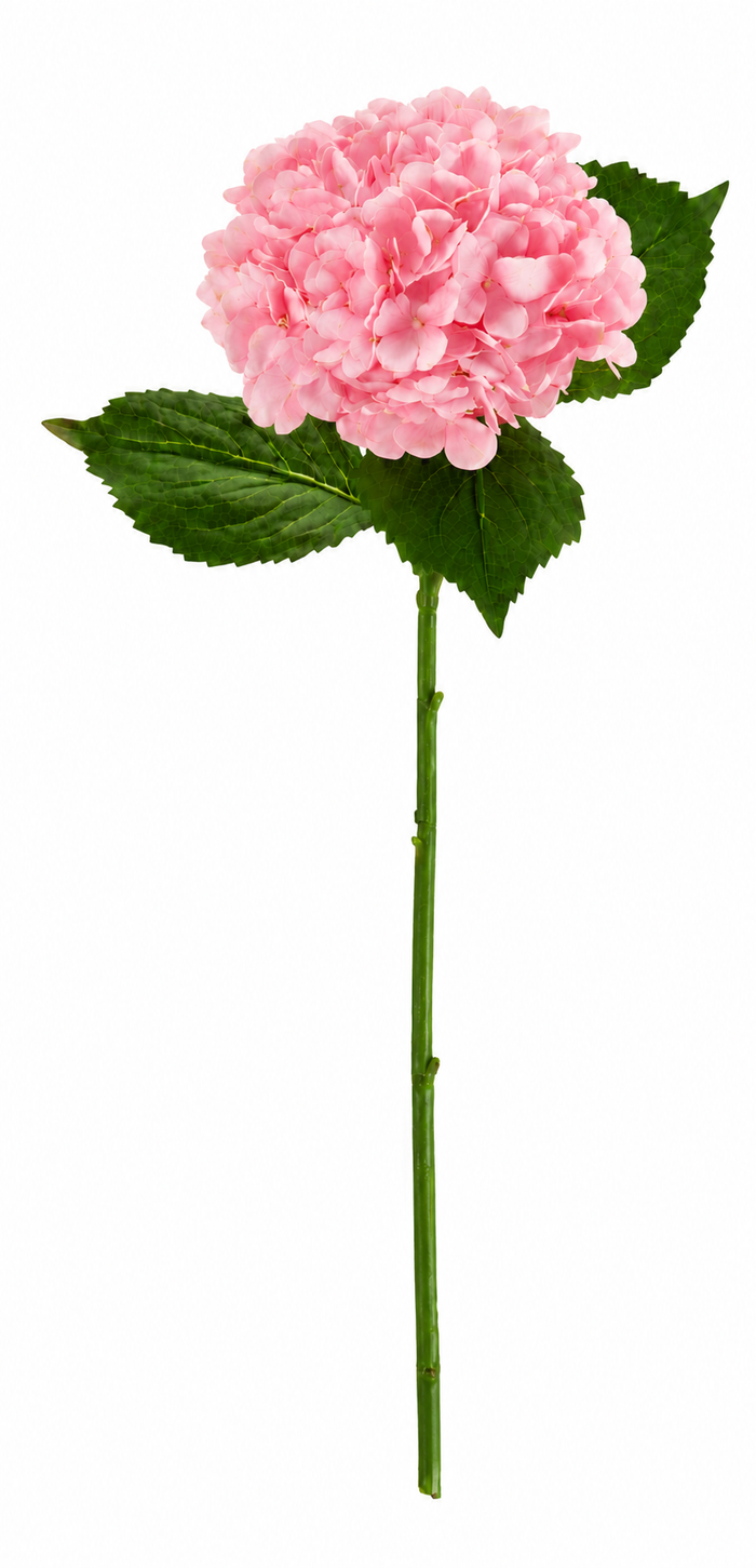 SINGLE STEM HYDRANGEA