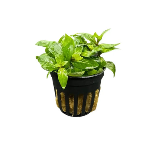 Staurogyne repens in net pot — live carpeting aquarium plant